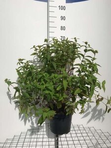 Diervilla lonicera 'Dilon' geen maat specificatie cont. 7,5L - image 2