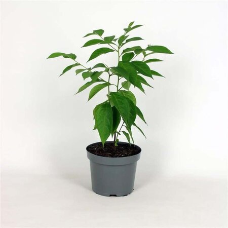 Diospyros lotus 60-80 cm cont. 5,0L