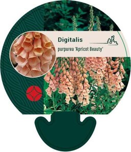 Digitalis purp. 'Apricot Beauty' geen maat specificatie 0,55L/P9cm