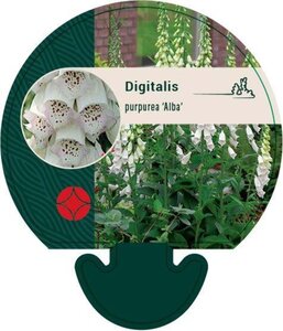 Digitalis purp. 'Alba' geen maat specificatie 0,55L/P9cm - afbeelding 4