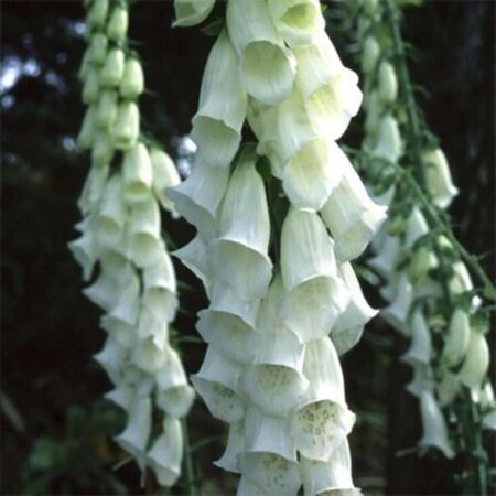 Digitalis purp. 'Alba' geen maat specificatie 0,55L/P9cm - afbeelding 3