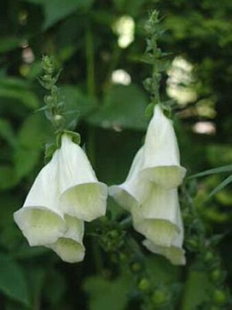 Digitalis purp. 'Alba' geen maat specificatie 0,55L/P9cm - afbeelding 1