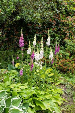 Digitalis purpurea geen maat specificatie 0,55L/P9cm - afbeelding 1