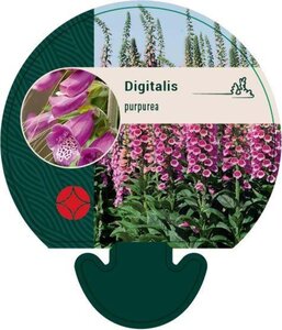 Digitalis purpurea geen maat specificatie 0,55L/P9cm - afbeelding 6