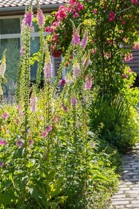 Digitalis purpurea geen maat specificatie 0,55L/P9cm - afbeelding 2