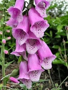 Digitalis purpurea geen maat specificatie 0,55L/P9cm - afbeelding 3