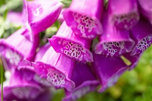 Digitalis purpurea geen maat specificatie 0,55L/P9cm - afbeelding 4