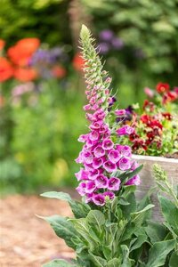 Digitalis purpurea geen maat specificatie 0,55L/P9cm - afbeelding 5