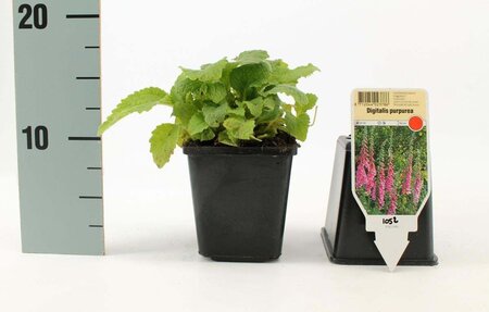 Digitalis purpurea geen maat specificatie 0,55L/P9cm - afbeelding 7