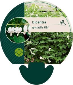 Dicentra spectabilis 'Alba' geen maat specificatie 0,55L/P9cm - afbeelding 3