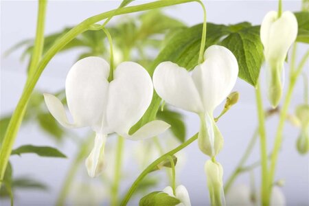 Dicentra spectabilis 'Alba' geen maat specificatie 0,55L/P9cm - afbeelding 1