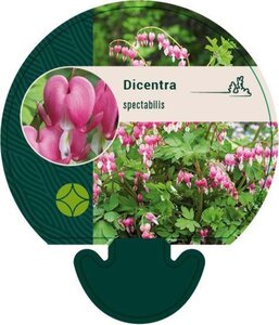 Dicentra spectabilis geen maat specificatie 0,55L/P9cm - afbeelding 3