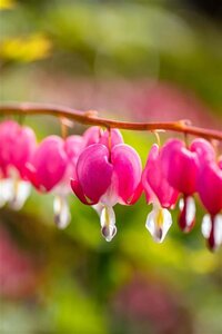 Dicentra spectabilis geen maat specificatie 0,55L/P9cm - afbeelding 1