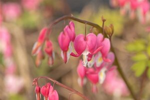 Dicentra spectabilis geen maat specificatie 0,55L/P9cm - afbeelding 2