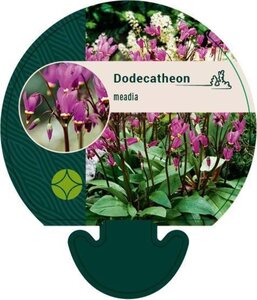 Dodecatheon meadia geen maat specificatie 0,55L/P9cm