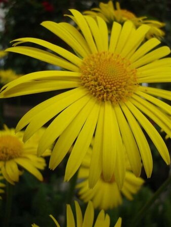 Doronicum or. 'Little Leo' geen maat specificatie 0,55L/P9cm - afbeelding 1