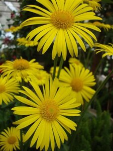 Doronicum or. 'Little Leo' geen maat specificatie 0,55L/P9cm - afbeelding 2