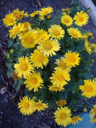 Doronicum or. 'Little Leo' geen maat specificatie 0,55L/P9cm - afbeelding 3