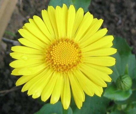 Doronicum or. 'Little Leo' geen maat specificatie 0,55L/P9cm - afbeelding 4