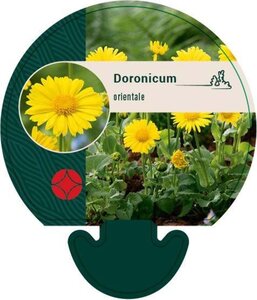 Doronicum orientale geen maat specificatie 0,55L/P9cm