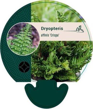 Dryopteris af. 'Crispa' geen maat specificatie 0,55L/P9cm