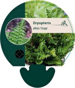 Dryopteris af. 'Crispa' geen maat specificatie 0,55L/P9cm