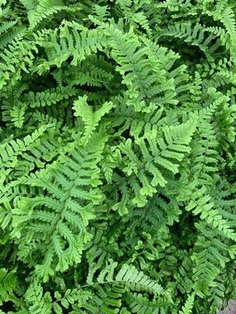 Dryopteris af. 'Cristata' geen maat specificatie 0,55L/P9cm