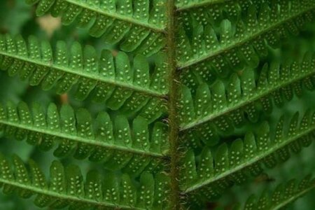 Dryopteris affinis geen maat specificatie 0,55L/P9cm - afbeelding 1