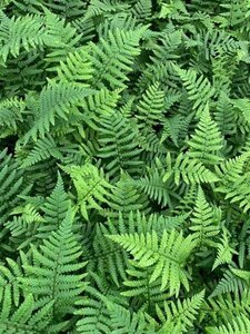 Dryopteris affinis geen maat specificatie 0,55L/P9cm - afbeelding 4