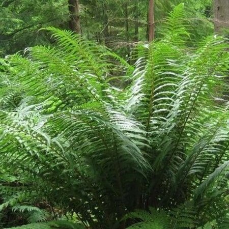 Dryopteris affinis geen maat specificatie 0,55L/P9cm - afbeelding 3