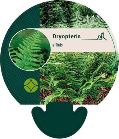 Dryopteris affinis geen maat specificatie 0,55L/P9cm - afbeelding 5