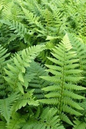 Dryopteris affinis geen maat specificatie 0,55L/P9cm - afbeelding 2