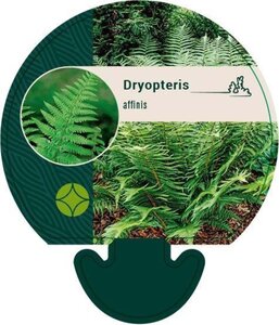 Dryopteris affinis geen maat specificatie 0,55L/P9cm - image 5