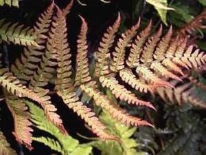 Dryopteris erythrosora geen maat specificatie 0,55L/P9cm - afbeelding 1