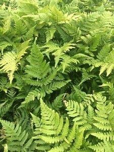 Dryopteris erythrosora geen maat specificatie 0,55L/P9cm - afbeelding 4