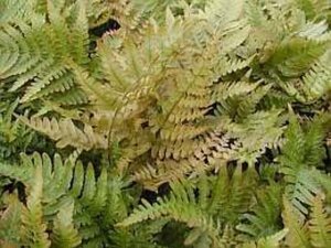 Dryopteris erythrosora geen maat specificatie 0,55L/P9cm - afbeelding 2