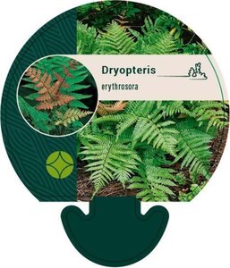 Dryopteris erythrosora geen maat specificatie 0,55L/P9cm - afbeelding 6