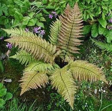 Dryopteris erythrosora geen maat specificatie 0,55L/P9cm - afbeelding 3