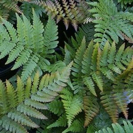 Dryopteris erythrosora geen maat specificatie 0,55L/P9cm - afbeelding 5