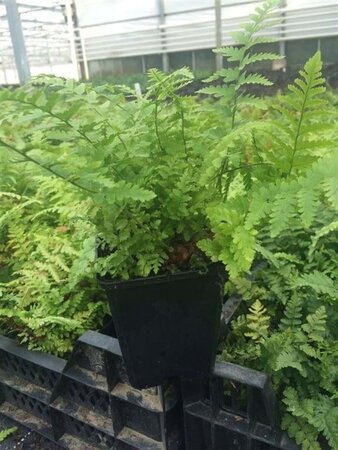 Dryopteris filix-mas geen maat specificatie 0,55L/P9cm - afbeelding 2