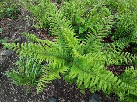 Dryopteris filix-mas geen maat specificatie 0,55L/P9cm - afbeelding 5