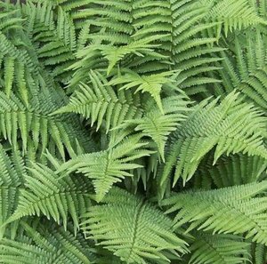 Dryopteris filix-mas geen maat specificatie 0,55L/P9cm - afbeelding 4