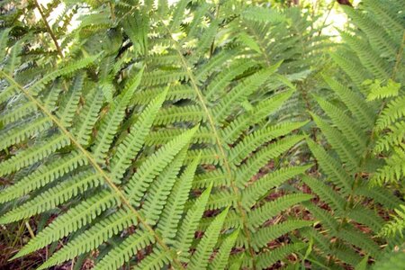 Dryopteris filix-mas geen maat specificatie 0,55L/P9cm - afbeelding 9