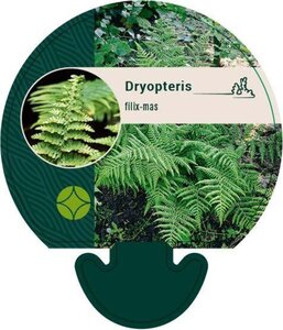 Dryopteris filix-mas geen maat specificatie 0,55L/P9cm - afbeelding 3