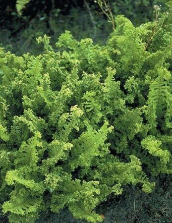 Dryopteris f.-m. 'Crispa' geen maat specificatie 0,55L/P9cm