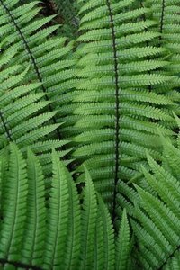 Dryopteris wallichiana geen maat specificatie 0,55L/P9cm - afbeelding 1