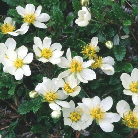 Dryas suendermannii geen maat specificatie 0,55L/P9cm