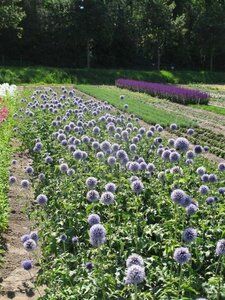 Echinops bannaticus 'Taplow Blue' geen maat specificatie 0,55L/P9cm - afbeelding 2