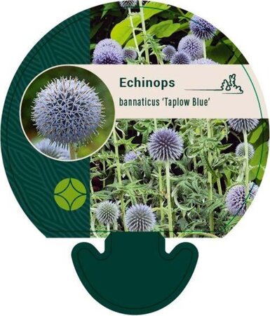 Echinops bannaticus 'Taplow Blue' geen maat specificatie 0,55L/P9cm - afbeelding 1