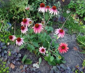 Echinacea 'Cheyenne Spirit' geen maat specificatie 0,55L/P9cm - afbeelding 1